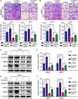 Corrigendum: Dihydrocapsaicin inhibits cell proliferation and metastasis in melanoma via down-regulating β-catenin pathway